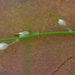 Heliophila gariepina - Photo (c) Nick Helme,  זכויות יוצרים חלקיות (CC BY-SA), הועלה על ידי Nick Helme