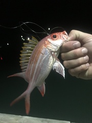 Holocentrus adscensionis