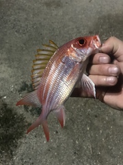 Holocentrus adscensionis