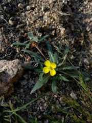 Camissoniopsis pallida