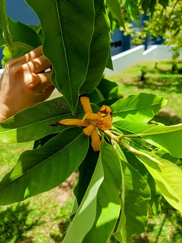 Magnolia champaca