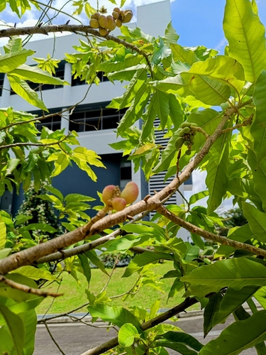 Magnolia champaca
