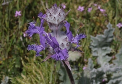 Salvia carduacea