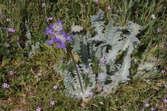 Salvia carduacea