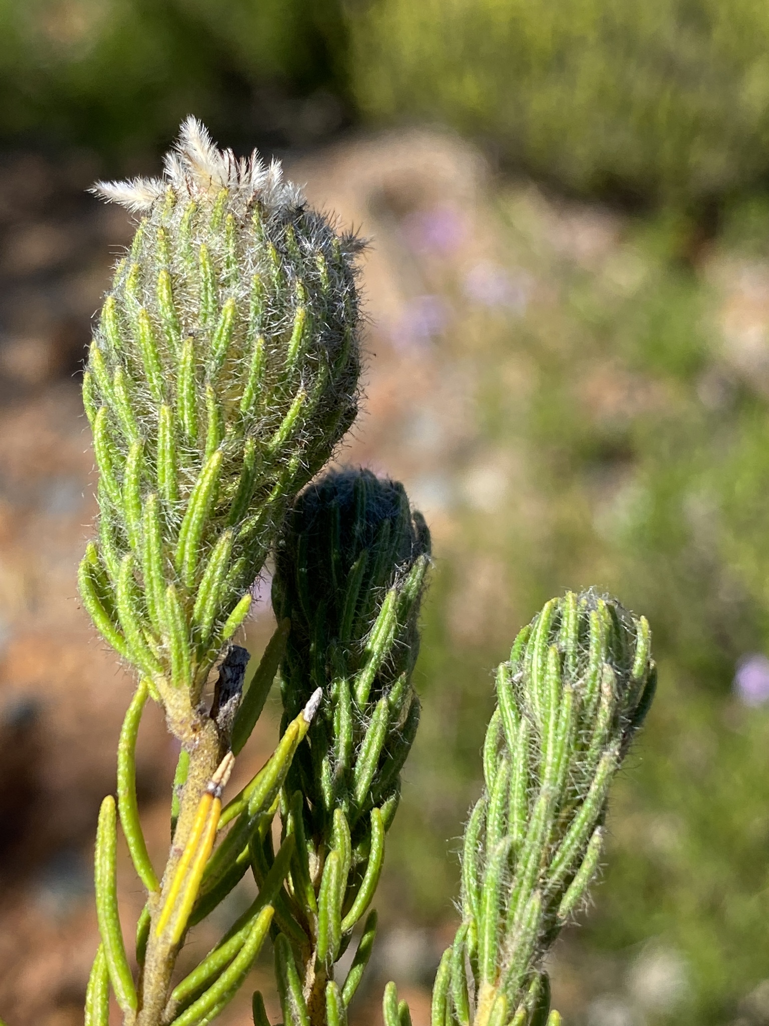 Bokkeveld Plumed Hardleaf (Phylica affinis)