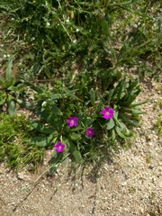 Calandrinia menziesii
