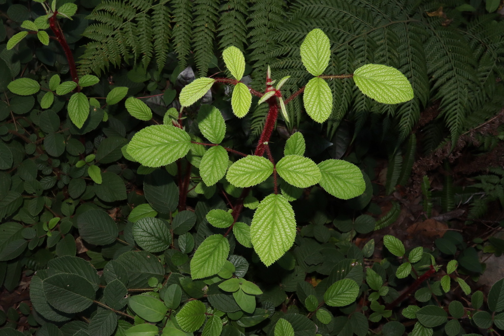 Yellow Himalayan Raspberry from Sydney NSW, Australia on September 15 ...