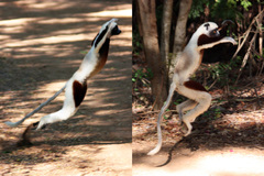 Coquerel's Sifaka photo 2