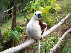Coquerel's Sifaka photo 5
