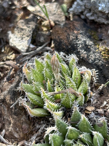 Haworthia herbacea