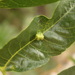 California Black Walnut Pouch Gall Mite - Photo (c) sea-kangaroo, some rights reserved (CC BY-NC-ND), uploaded by sea-kangaroo