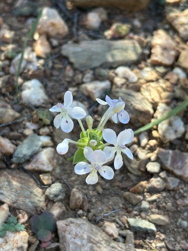 Image of Lapeirousia pyramidalis by (c) eustreptospondylus, some rights reserved (CC BY)