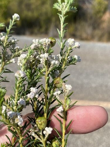 Phylica cryptandroides (Phylica cryptandroides)