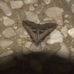 Melipotis bisinuata