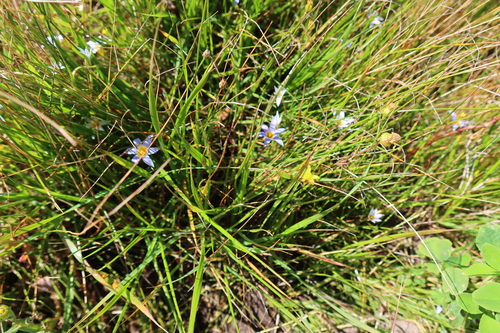 Image of Romulea tabularis by (c) Diana Studer, some rights reserved (CC BY)