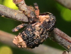 Cryptorhynchus lapathi