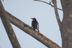 Melanerpes chrysauchen