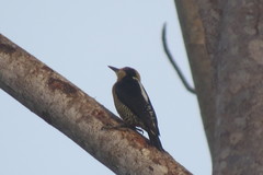 Melanerpes chrysauchen
