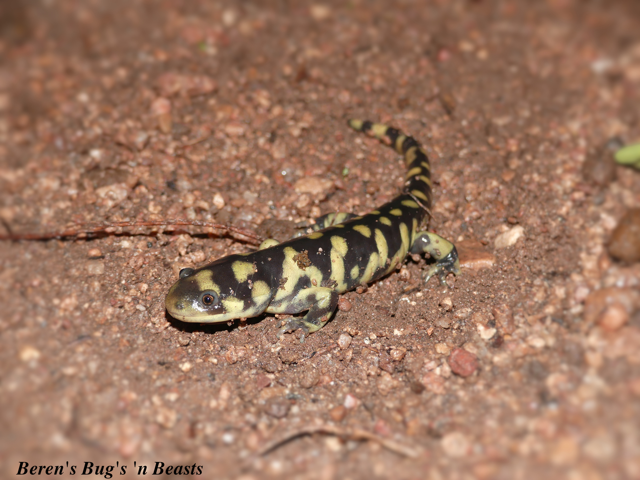 Barred Tiger Salamander (Ambystoma mavortium) · iNaturalist