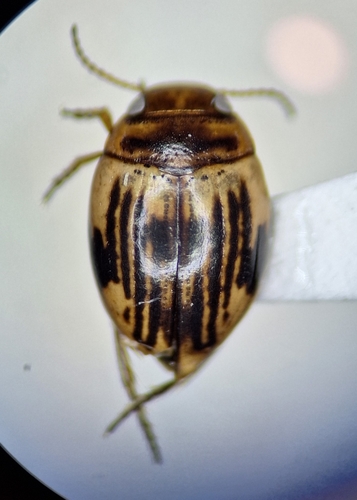 Obese Predaceous Diving Beetle