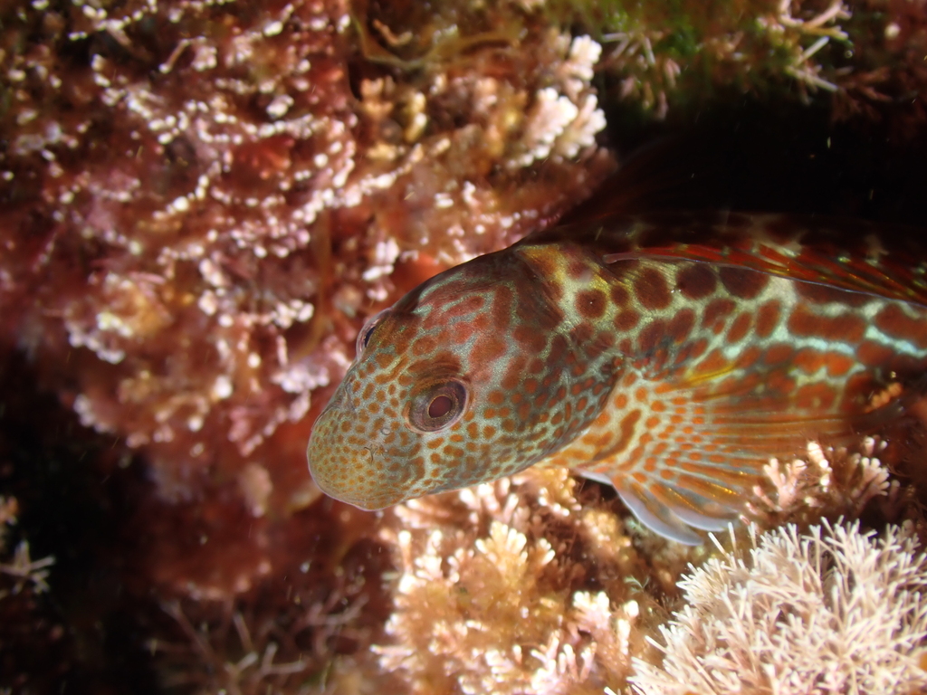 Caneva's Blenny