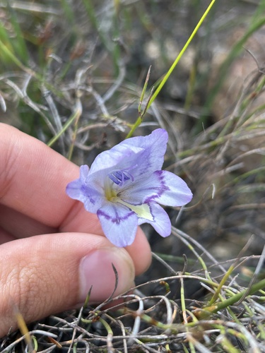 Image of Gladiolus inflatus by (c) eustreptospondylus, some rights reserved (CC BY)