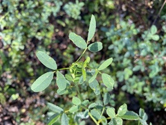 Melilotus albus image