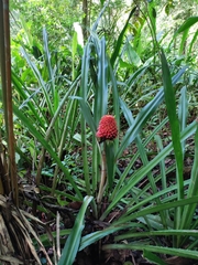 Aechmea magdalenae image