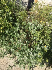 Cryptantha barbigera barbigera