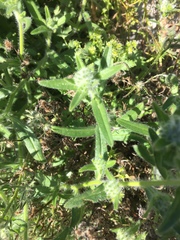 Cryptantha barbigera barbigera