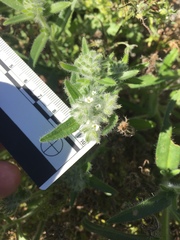 Cryptantha barbigera barbigera