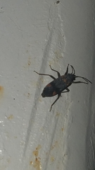 Ochrimnus tripligatus