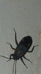 Ochrimnus tripligatus