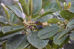 Chlorospingus flavigularis
