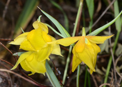 Calochortus amabilis