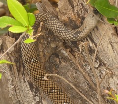Cubophis cantherigerus