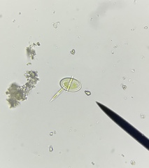 Cocconeis