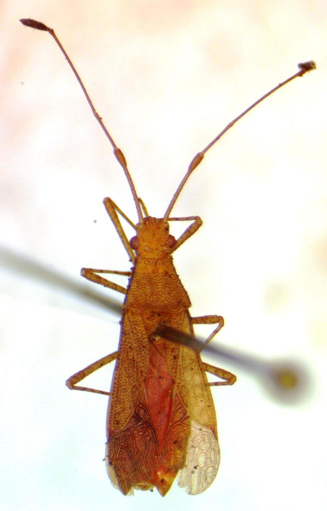Madura perfida