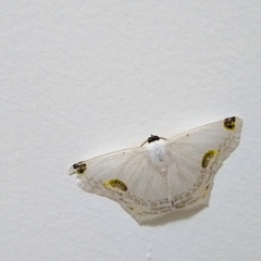 Sericoptera mahometaria