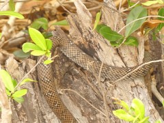 Cubophis cantherigerus