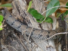 Cubophis cantherigerus