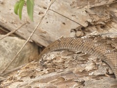 Cubophis cantherigerus