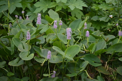 Pontederia sagittata