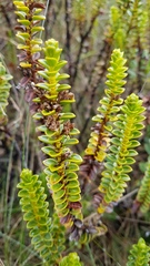 Veronica pauciramosa