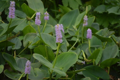 Pontederia sagittata