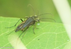 Trachysida mutabilis