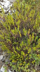 Veronica pauciramosa