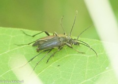 Trachysida mutabilis