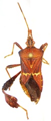 Leptoglossus brevirostris