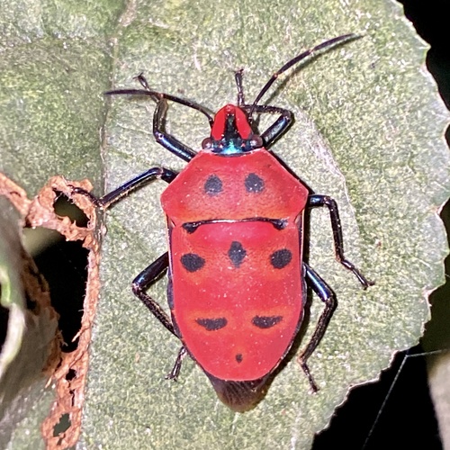 Ocellated shield bug photo 3